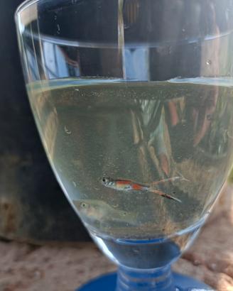 Guppy wild