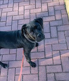 Cane corso con pedigree enci