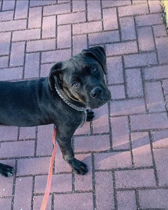 Cane corso con pedigree enci