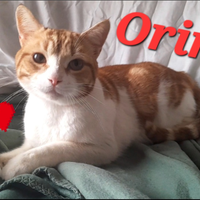 Gatto Orin circa 2 anni coccolone