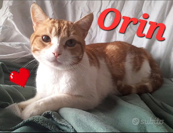 Gatto Orin circa 2 anni coccolone