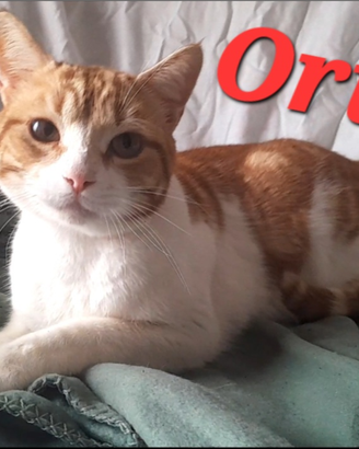 Gatto Orin circa 2 anni coccolone