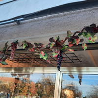 Addobbo autunnale ramo di vite con uva