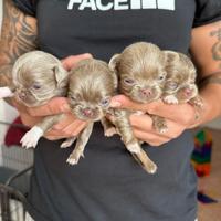 Cuccioli chihuahua lilac pelo lungo