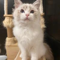 Cucciola ragdoll
