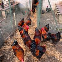 Galli MARANS NERORAMATO