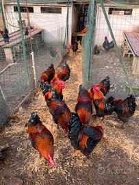 Galli MARANS NERORAMATO