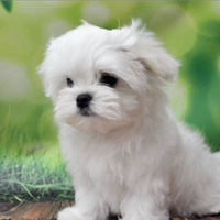 Maltese