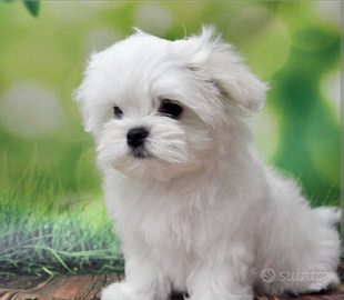 Maltese