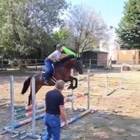 Vendita cavalli da scuola a partire da 5000