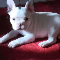 Bulldog francese