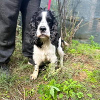 Cocker Spaniel bianco e nero