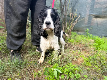 Cocker Spaniel bianco e nero