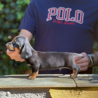 Cuccioli di cane bassotto tedesco a pelo corto