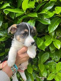 Corgi Pembroke