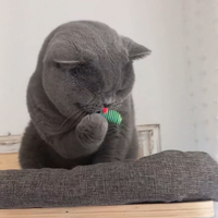 British Shorthair x accoppiamento