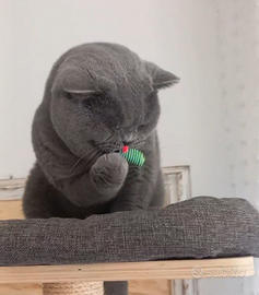 British Shorthair x accoppiamento