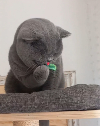 British Shorthair x accoppiamento