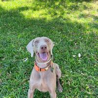 Femmina per monta weimaraner