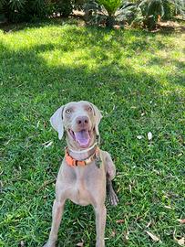 Femmina per monta weimaraner