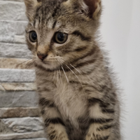 Gattino nero femmina e maschio tigrato