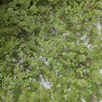 Piante acquario Lemna Minor/ Salvinia Minima