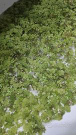 Piante acquario Lemna Minor/ Salvinia Minima
