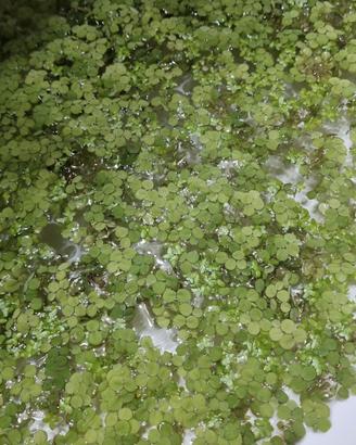 Piante acquario Lemna Minor/ Salvinia Minima