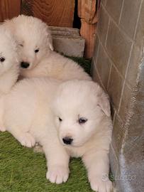 Cuccioli pastore maremmano
