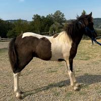 Pony maschio futura taglia 130