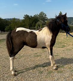Pony maschio futura taglia 130