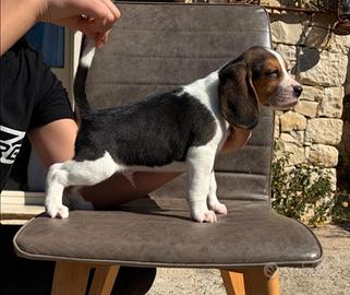 Beagle elisabet