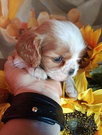 Cuccioli cavalier king pedigree