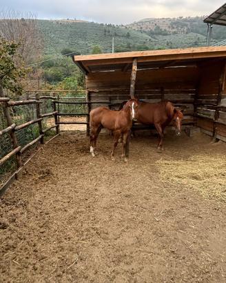 Cavalla&puledro quarter