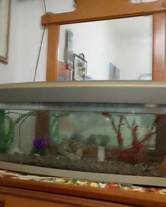 acuario di 100 litri