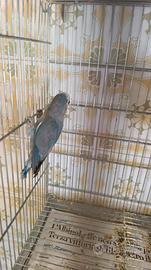 Agapornis Roseicollis