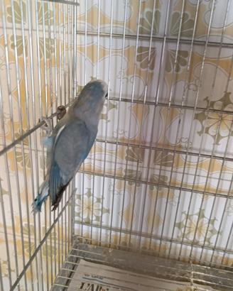 Agapornis Roseicollis