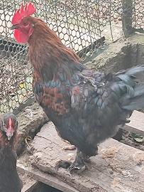 Gallo Di marans puro