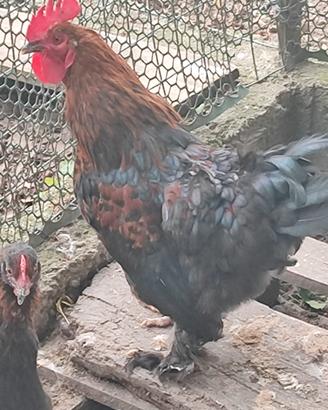 Gallo Di marans puro