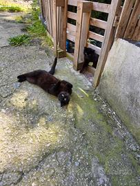 Gattini da adottare