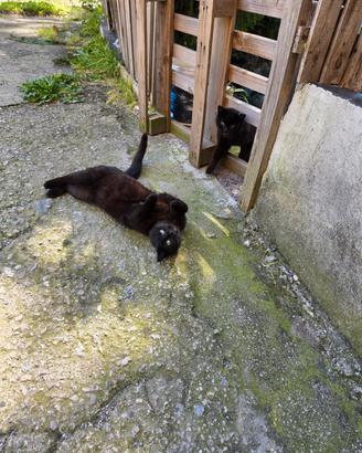 Gattini da adottare