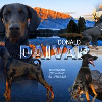 Dobermann maschio per Monta