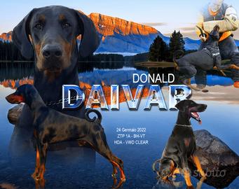 Dobermann maschio per Monta