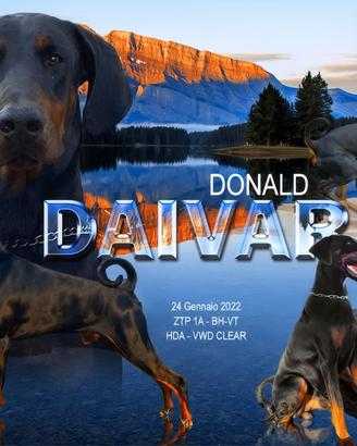 Dobermann maschio per Monta