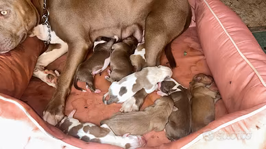 Cuccioli pitbull