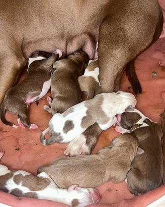 Cuccioli pitbull