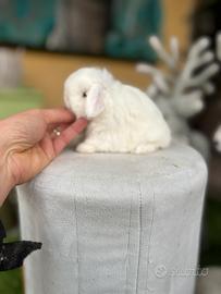 Minilop e conigli ariete nano