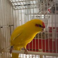 Pappagallo Kakariki femmina