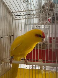 Pappagallo Kakariki femmina