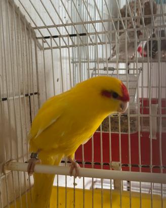 Pappagallo Kakariki femmina